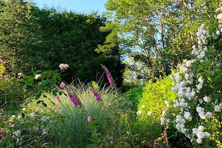 Visite libre du jardin de roses, Gîte Aux Gouttes de Veyrines à Monistrol-sur-Loire